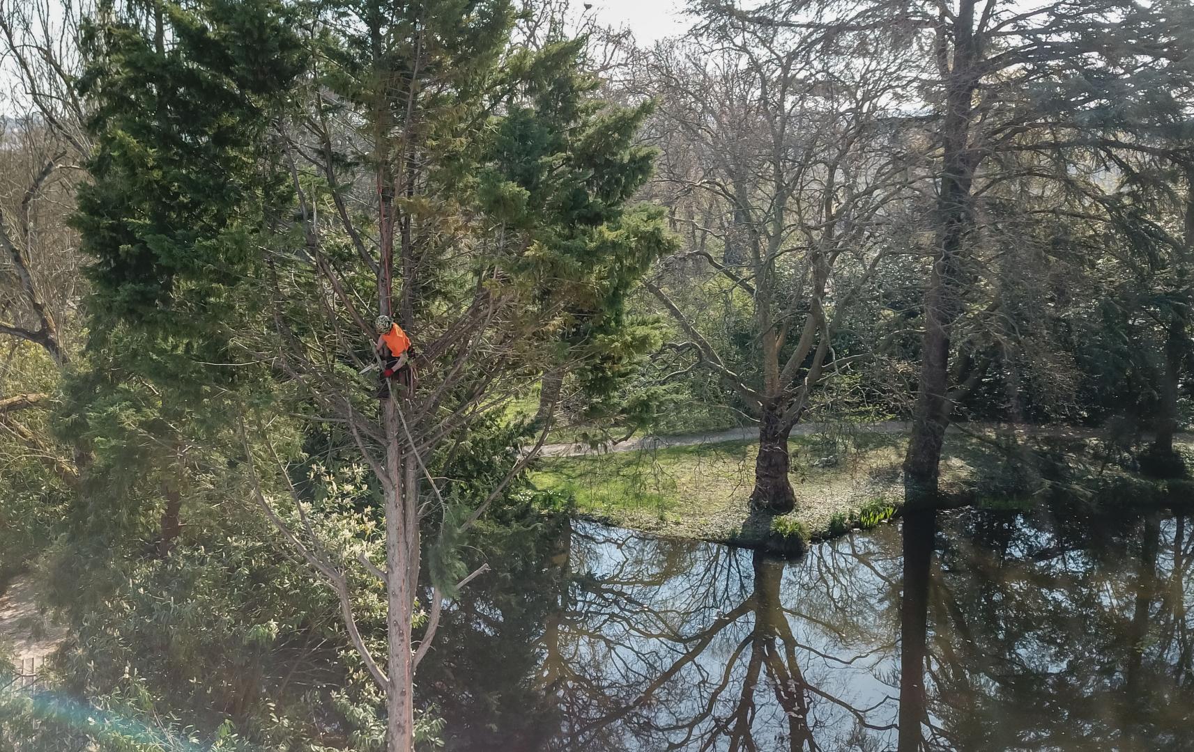 travaux élagage Essonne 91