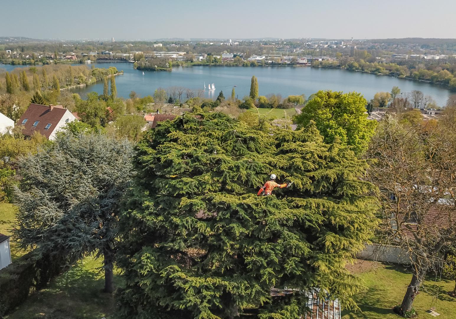 Taille d'ornement | Nous vous proposons de bénéficier du crédit/réduction d’impôt (50%) avec notre équipe de jardiniers qualifiés.